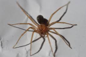 Brown recluse spiders get their name from their color and reclusive habits. Recluse Spider Wikipedia