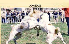 Поэтому содержать такого питомца в небольшой квартире нежелательно. Poroda Sobak Alabaj Prezentaciya Onlajn
