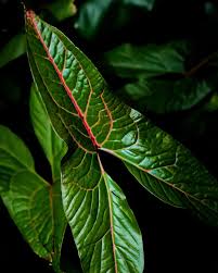 Image result for Pilea johnstonii