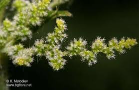 Image result for Droguetia iners