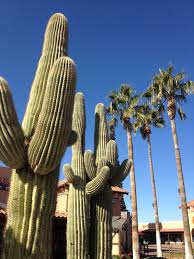 30 may at 09:22 ·. It S Not Everyday You See A Saguaro Cactus Right Next To A Palm Tree Saguaro Cactus Cactus Flower Cactus