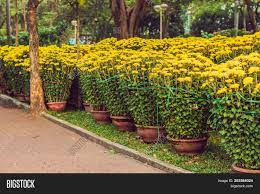 Chinese new year or spring festival 2021 falls on friday, february 12, 2021. Yellow Flowers Honor Image Photo Free Trial Bigstock