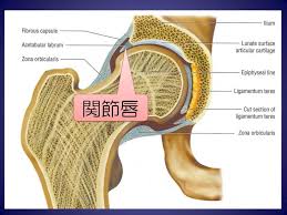 「肩 唇 症状」の画像検索結果