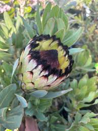 Image result for Protea madiensis