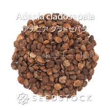 Image result for Eriospermum porphyrium