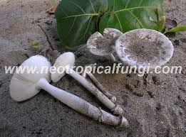 Image result for Aneilema arenicola