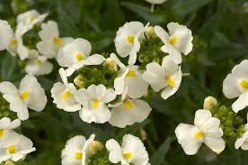 Image result for Nemesia