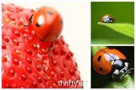 Dampen the area after the long hours of the journey to get to their new habitat, the ladybugs are likely to be dehydrated. Feeding And Caring For Pet Ladybugs Thriftyfun