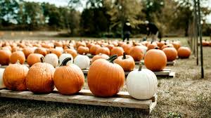 We did not find results for: Is Pumpkin Good For Diabetics