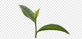 Gambar pohon cabang menanam teh bunga hijau herba menghasilkan daun mint koktil mojito belukar permen aromatik tanaman berbunga menthol kayu tanaman tanaman tanah 5114x3404 623500 galeri foto pxhere. Teh Hijau Teh Hijau Daun Teh Rumput Png Pngwing
