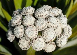 Image result for Eriocaulaceae