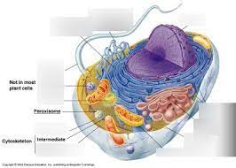 This is an online quiz called learn animal cells. Cells I Diagram Quizlet