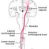 Choose usage printed publication (book, brochure, journal, etc.) brainstem. 1