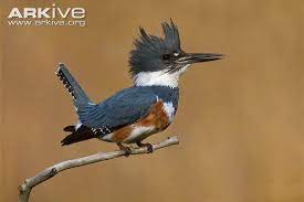 Tembakan Rapat Dan Mantap Burung Belted Kingfisher Om Kicau