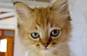 Typically, older cats will already be old hats at using a litter box by the time they come to live with you, but you may run into a litter box training challenge if the cat in question was formerly an outdoor cat. 5 Shortcuts For Litter Training Your Kitten In Record Time