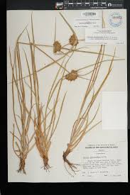 Image result for Pycreus polystachyos