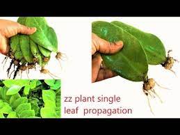 Zz Plant Single Leaf Propagation Zz Plant Zamioculcas Zamiifolia Zz Update Video Organic Garden Youtube Plant Cuttings Propagating Plants Plant Leaves