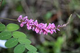 Image result for Indigofera homblei