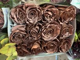 Dallas is a classic texas city that offers so many things to enjoy from the annual state fair of texas to the famous dallas cowboys football team. Macchiato Rose Types Of Flowers Rose Flowers