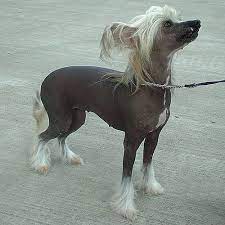 The chinese crested is fine boned and slender, among the most elegant and graceful of breeds. Chinese Crested Dog Wikiwand