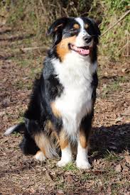 Black And Tan Australian Shepherd English Shepherd Pin By Lori Rich On Aussies Australian Shepherd Australian Shepherd Dogs Aussie Dogs