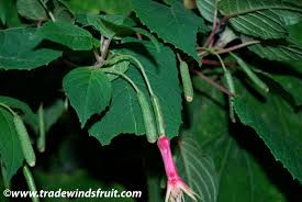 Image result for Fuchsia splendens