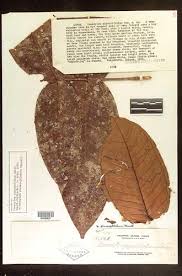 Image result for Memecylon rovumense