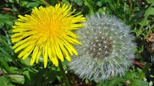 Der an bitterstoffen reiche löwenzahn ist seit. Lowenzahn Unkraut Oder Heilpflanze Ndr De Ratgeber Garten