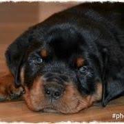 We are a german rottweiler breeder who has rottweiler puppies, youths, and adults for sale in north carolina. Guernsey Rivers Rottweiler Kennel Home Facebook