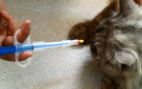 Allow cat to close mouth and swallow. Learning How To Give A Cat A Pill I Love Veterinary