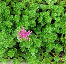 Image result for Sedum