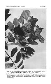 Image result for Aristida rhiniochloa