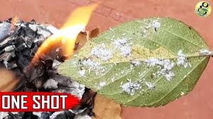 Every gardener desire is to have a better garden area for planting when using natural pest controls you reduce the risk of damaging the garden soils. Best Pest Control Method 6 Ways To Eliminate Aphids Mealybugs With Organic Pesticides Youtube