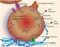 Image result for Platelet Function Closure Time