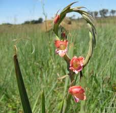 Image result for Gladiolus crassifolius