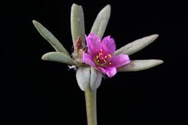 Image result for Portulaca foliosa