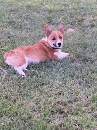 East texas #1 breeder choice. Lucy Lou S Corgi Puppies Home Facebook
