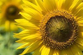 Bei später aussaat beginnt die blüte später. Sonnenblumen Blutezeit Wann Ist Sie