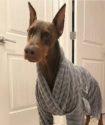 doberman dobermanpinscher dog dogsofinstagram dogs dobie dobermansofinstagram dobermanpride dobermann k dobe doberman pincher doberman shenki doberman