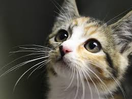 Image result for kittens