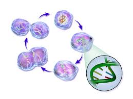 Cell Cycle Wikipedia