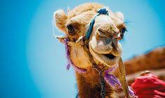 Training a camel to accept a saddle and rider is a very easy thing to accomplish, if you and your camel camel have the foundational training right. Camel Riding