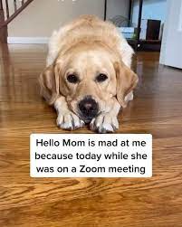 Pin On Cute Dogs