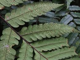 Image result for Ctenitis