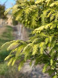 Image result for Metasequoia glyptostroboides