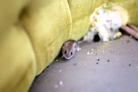 I think mice are quite adorable, but the thought of them scurrying around my house after dark, tucking away bits of dog food for the long cold nights ahead makes me a little uneasy. How To Get Rid Of Mice Naturally Keep Them Away Housewife How Tos