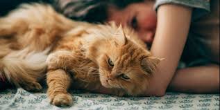 Another theory is that it is simply an evolved american breed (popular in cat shows in. 10 Long Haired Cats Maine Coon Norwegian Forest And More