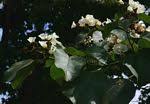 Image result for Cordia mukuensis
