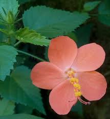 Image result for Triumfetta dekindtiana