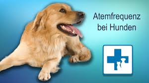 Hund Atmet Sehr Schnell Youtube